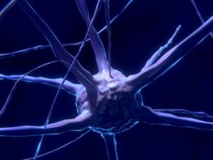 Demuestran la acción antinflamatoria y autoinmune de una molécula producida por el sistema nervioso en el miocardio