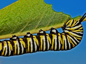 Un virus y una oruga pueden mejorar la salud del Tercer Mundo