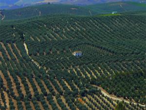 La hierba del suelo del olivar aumenta la capacidad del ecosistema como sumidero de CO2