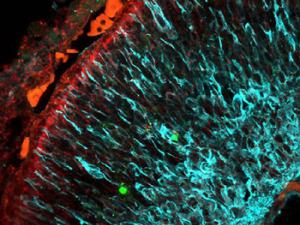 Descubren un nuevo mecanismo que regula la generación de nuevas neuronas modulando el metabolismo