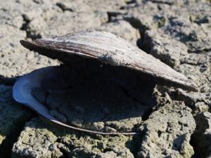 El aumento de nitrógeno en la atmósfera que provoca la contaminación podría acelerar la desertificación