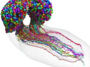 Completan-el-primer-mapa-del-cerebro-de-un-insecto-y-sus-conexiones-neuron
