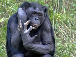 Estos animales tienen la disposición de ayudar a un extraño a obtener alimentos, incluso cuando no hay una recompensa inmediata. / Kabir Bakie (WIKIMEDIA)