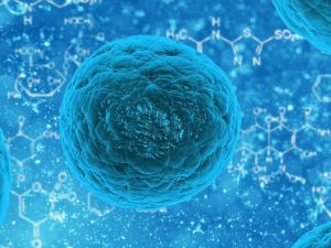 Los investigadores han aislado estas células progenitoras de los pulmones de ratones y humanos y han demostrado que son esenciales para reparar el tejido pulmonar dañado. / PublicDomainPictures (PIXABAY)