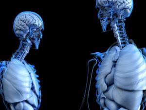 ¿Por qué el ser humano tiene un cerebro tan grande?. / www_slon_pics (PIXABAY)