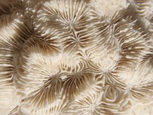 Esqueleto de coral. / stux (PIXABAY)