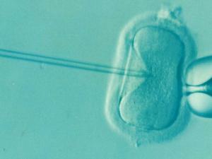 Fecundación de un óvulo. / DrKontogianniIVF (PIXABAY)