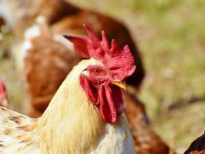 Los huesos de pollo, la mayor huella de la humanidad en la Tierra