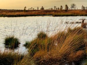 Las charcas permitirán elaborar modelos para evaluar cómo las comunidades naturales responden, ahora y en el futuro, a los cambios ambientales. / herbert2512 (PIXABAY)