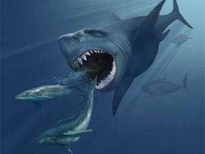 Ilustración de Megalodon persiguiendo a dos ballenas de Eobalaenoptera. / Karen Carr (WIKIMEDIA COMMONS)