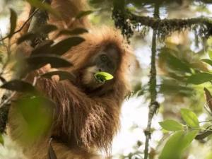 Fotografía del Pongo tapanuliensis. / Maxime Aliaga