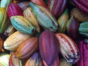 Descubren el auténtico origen del chocolate, el placer de los dioses