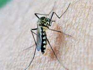 El parásito de la malaria es tan complejo como una lanzadera espacial