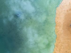 Investigadores sitúan la cuna de lo seres con espina dorsal en las aguas poco profundas cerca de la costa.