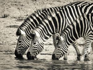 Caballos disfrazados ayudan a entender por qué las cebras tienen rayas. / Imagen de IanZA  en Pixabay