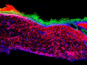 La imagen representa la primera prueba para la regeneración exitosa de un órgano funcional (la piel) dentro de un mamífero. / Salk Institute