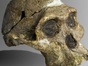 Cráneo de Australopithecus. / José Braga; Didier Descouens (WIKIMEDIA)