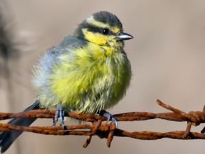 Las pequeñas aves colonizaron las islas del Atlántico hace ocho millones de años