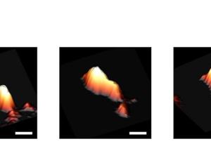 Imágenes tridimensionales de los tres viroides analizados en este estudio mediante AFM: PSTVd, PLMVd y ELVd. La barra representa 10 nanómetros. / CAB, INTA-CSIC