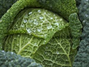 cabbage-gd2406ad79_1