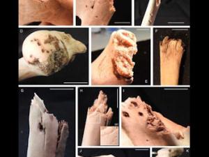 Los pequeños carnívoros pueden ser los más destructores