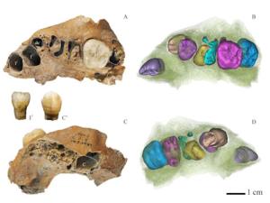 El crecimiento lento no sería exclusivo de nuestra especie. / CENIEH