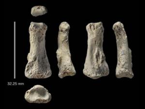 Dedo de Homo sapiens encontrado en el yacimiento de Al Wusta. / CENIEH
