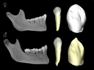 En los próximos años se espera poder ampliar esta investigación al estudio de los dientes de leche procedentes de las cuatro ediciones de la "Campaña de Recogida de Dientes del Ratón Pérez" celebradas durante la Noche Europea de los Investigadores. / CENIEH