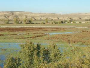 Estado actual de la vegetación del Manzanares. / CENIEH