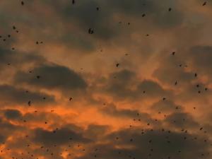 Species 'hotspot' created by immigrant influx or evolutionary speed depending on climate