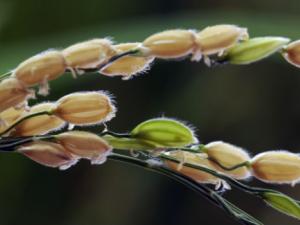 Un nuevo estudio revela detalles sin precedentes acerca de la co-evolución entre plantas y patógenos
