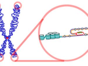 Un cromosoma (izquierda) y un telómero (a la derecha). / Samulili (WIKIMEDIA)