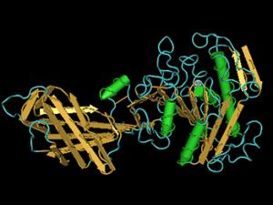 Ilustración de un tipo de lipasa pancreática. / (WIKIMEDIA)