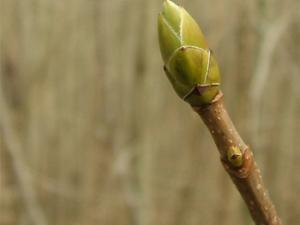 Brote de planta del bosque. / Dominic Alves (FLICKR)