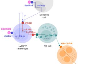 Estrategia de defensa del sistema inmunitario innato contra cándida. / Carlos Ardavín, CNB-CSIC