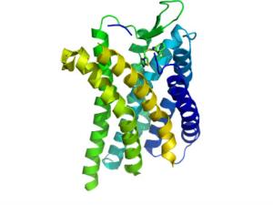 Modelo de estructura tridimensional del receptor de quimiocina CXCR4 en complejo con el antagonista de molécula pequeña IT1t. / S. Jähnichen (WIKIMEDIA)