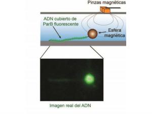 Esquema explicativo de la técnica utilizada en el estudio (arriba) e imagen real resultante (abajo). / Julene Madariaga (CNB-CSIC)