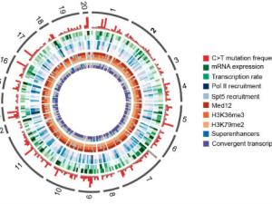 El hallazgo permitirá comprender el daño al que están sometidas estas células durante la respuesta inmune y cuál es su contribución a la generación de linfomas. / CNIC