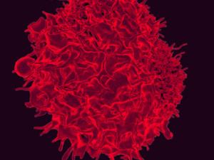 Micrografía electrónica coloreada deun linfocito T. / NIAID (FLICKR)