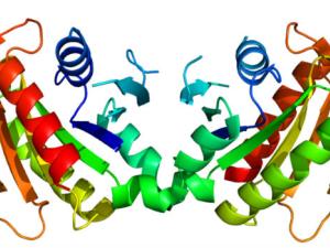 Estructura de la proteína LRRK2. / Pleiotrope (WIKIMEDIA)