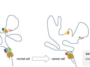 El papel de la cohesina en la estructura 3D del ADN permite comprender mejor las células tumorales. / CNIO