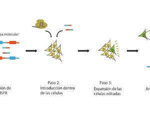 Una proteína, una 'grapa molecular' y CRISPR para generar un modelo de sarcoma de Ewing