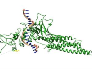 Estructura de STAT3. / Trcum (WIKIMEDIA)