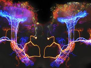 Composición de imagen que muestra dos neuronas que procesan la información de los olores. / Mark Stopfer, National Institute of Child Health and Human Development, NIH (FLICKR)