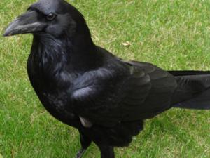 Los cuervos: ¿los simios del reino de las aves?