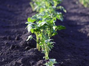 Huertos inteligentes para ayudar a salvar el suelo de la Tierra