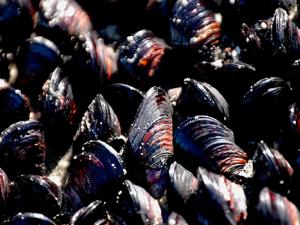 La concha de un mejillón le protege de los depredadores y se forma en una fase muy temprana de su desarrollo. / stux (PIXABAY)