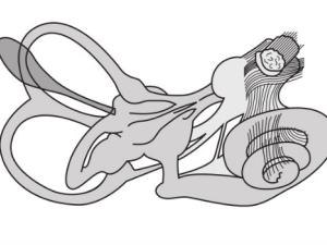 Más información sobre las migraciones humanas desde África gracias al oído interno. / OpenClipart-Vectors (PIXABAY)