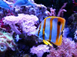 Una nueva plataforma de acceso abierto respalda la biodiversidad