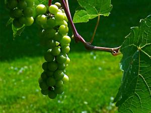 Un robot autónomo para prever la producción vitícola